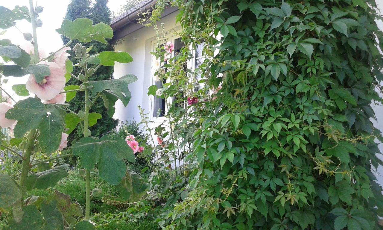 Bizon Guest House Sadowne Exterior photo